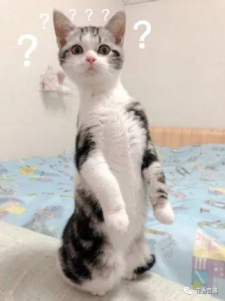 猫吃瓜视频,喵星人与瓜果乐园的欢乐时光