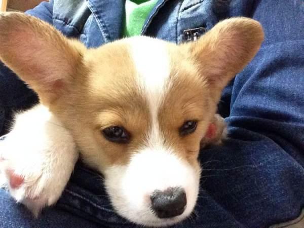 柯基犬吃瓜视频,萌宠美食瞬间走红网络