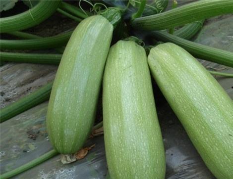 吃雪瓜有什么好处,吃雪瓜的五大益处揭秘